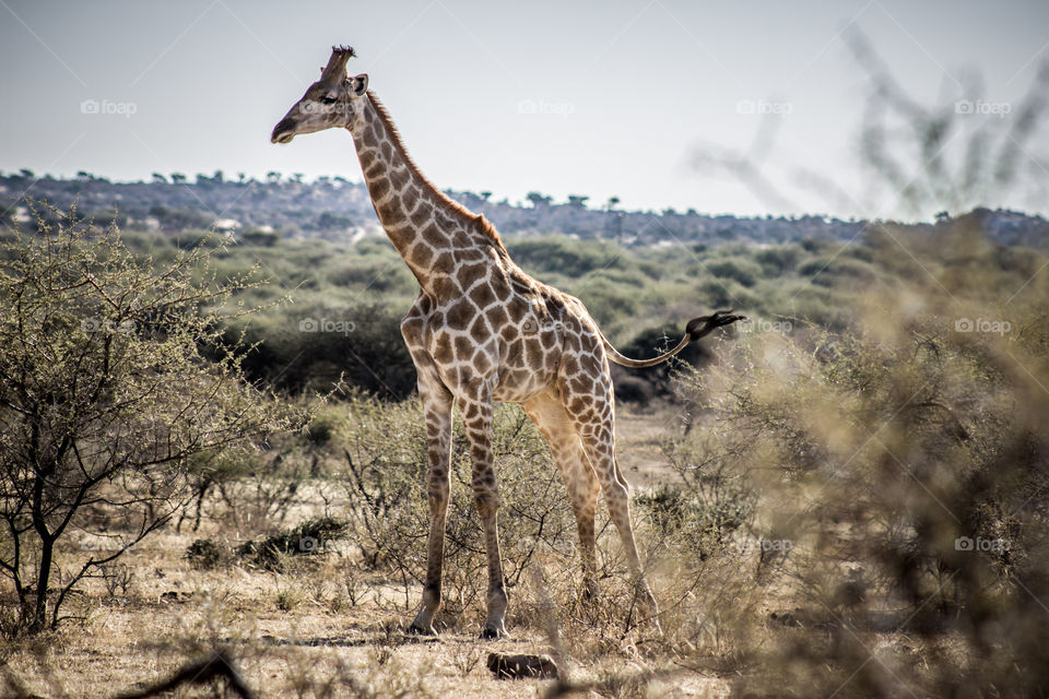 Giraffe just close by in Botswana