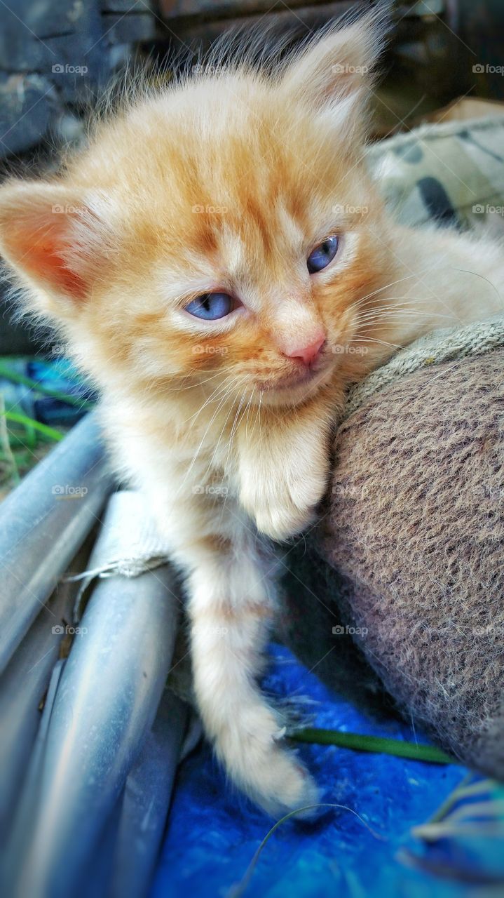 orange kitten propped up on cat bed outdoors