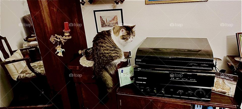 Sitting on top of a narrow cabinet next to an antique mirrored wardrobe with brass candleholders on either side “Linda”, the cat from “Bavaria” examines the home stereo unit on the drawer cabinet next to her. 2023. Hypnotic Productions
