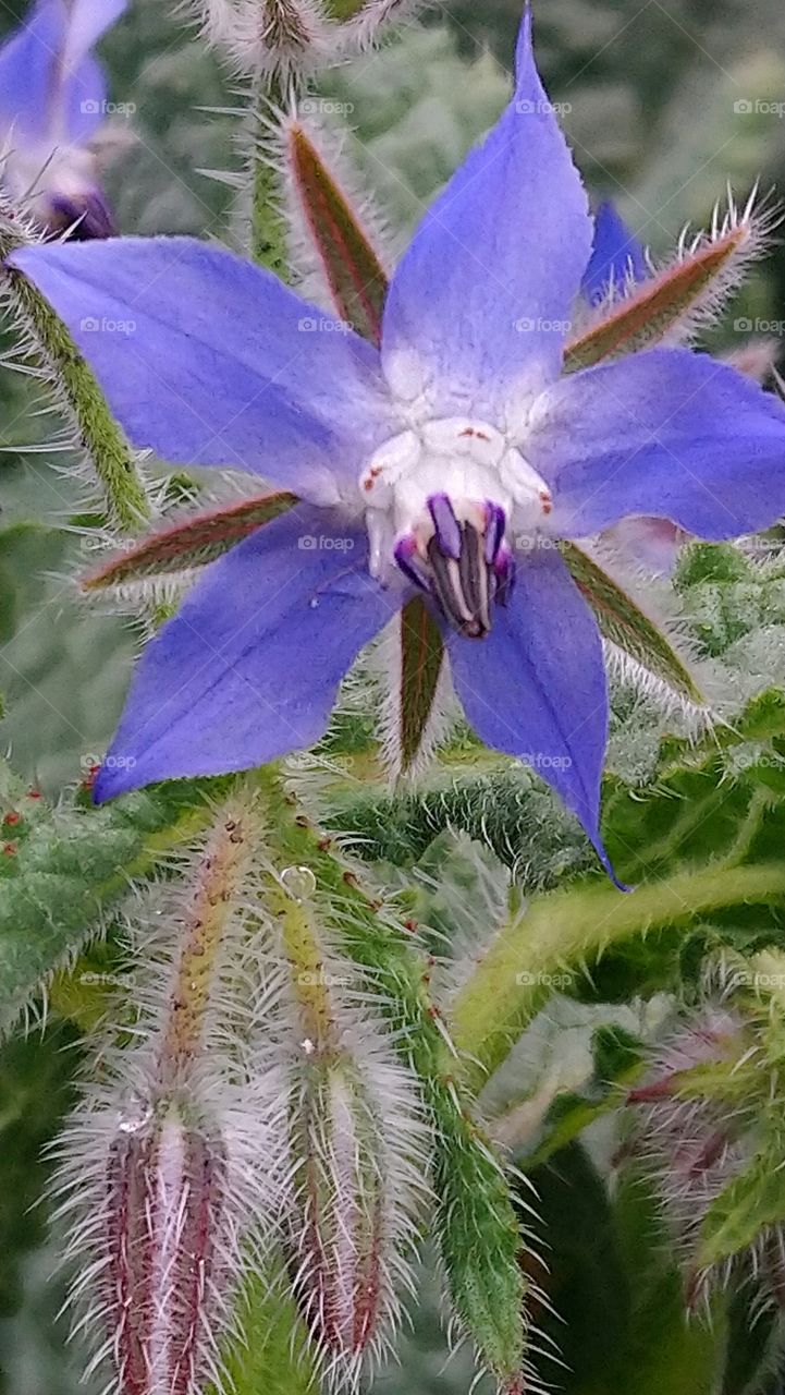 Nature flower