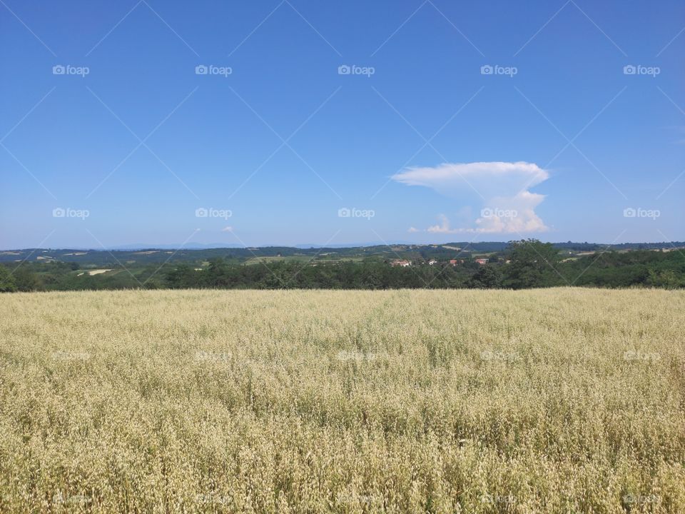 Serbian summer scenery fertile cropland
