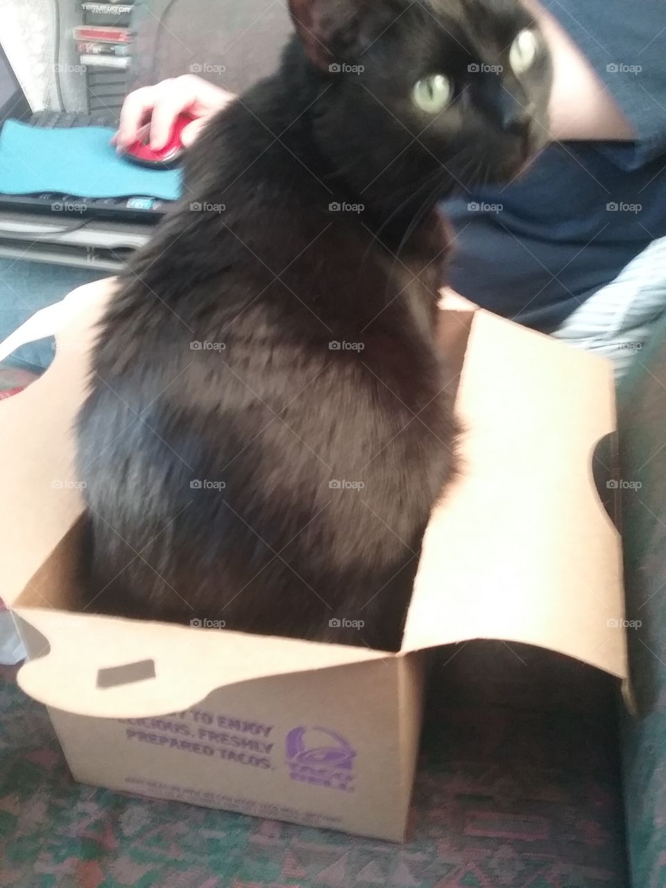 cat in a tacobell box