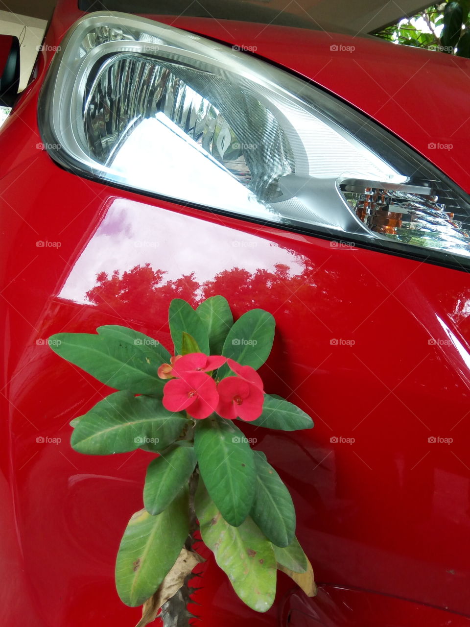 A rose driven with passion