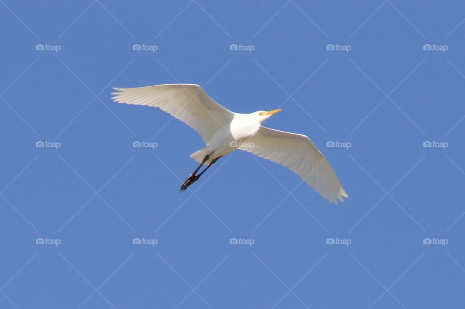 Seagull against blue sky