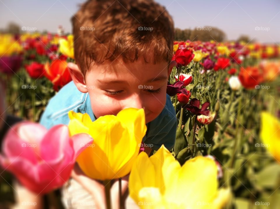 Smell the Tulips 