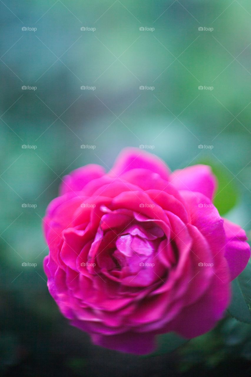 Flower, Nature, Rose, Flora, Petal