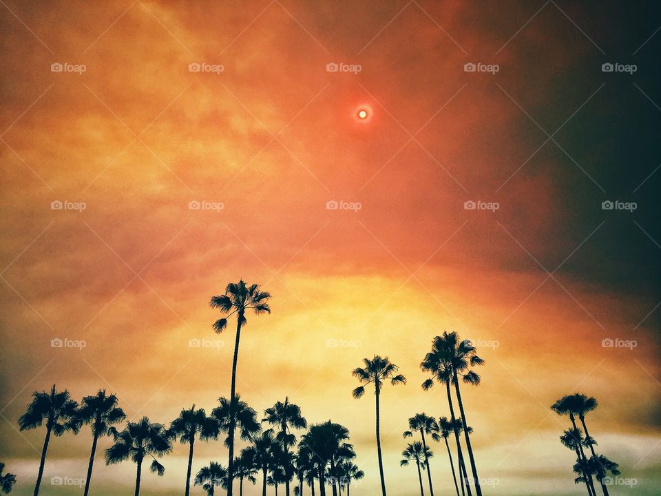 Forest fire sky with red sun over palm trees. 