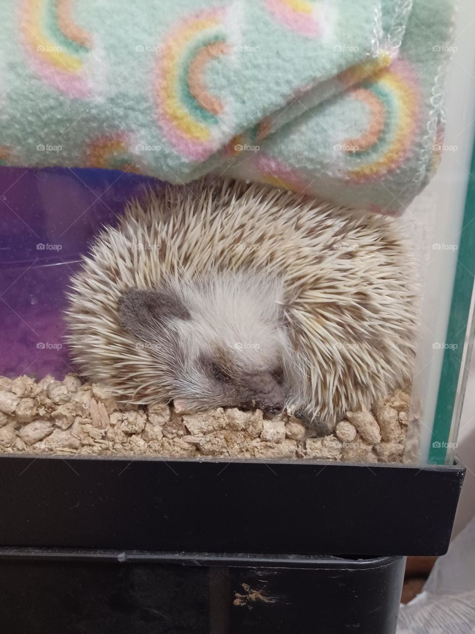 hedgehog, sleep, cozy, comfortable