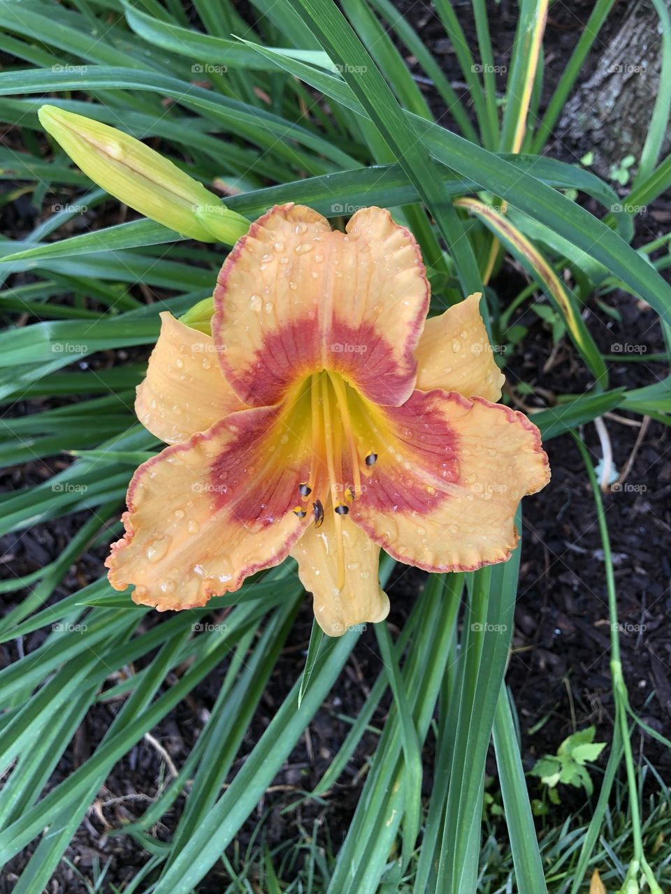 Ditch lily in bloom after rainstorm neighborhood landscaping nature summer flower