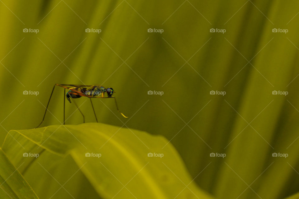 Mimegralla albimana is a species of flies in the family stilt-legged flies