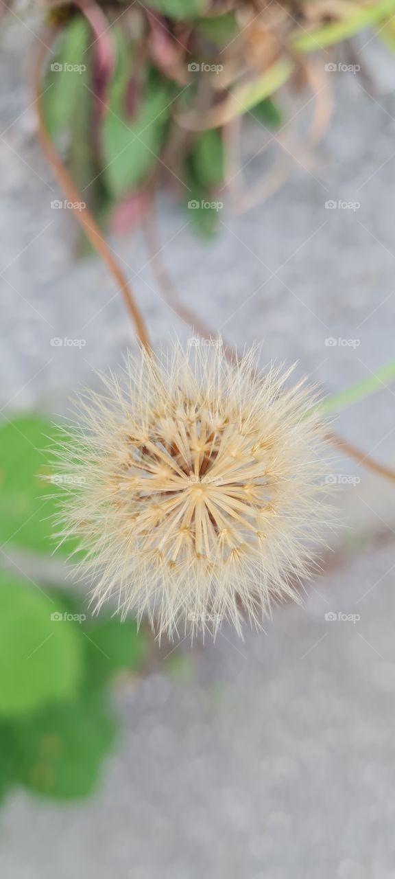 Pappus