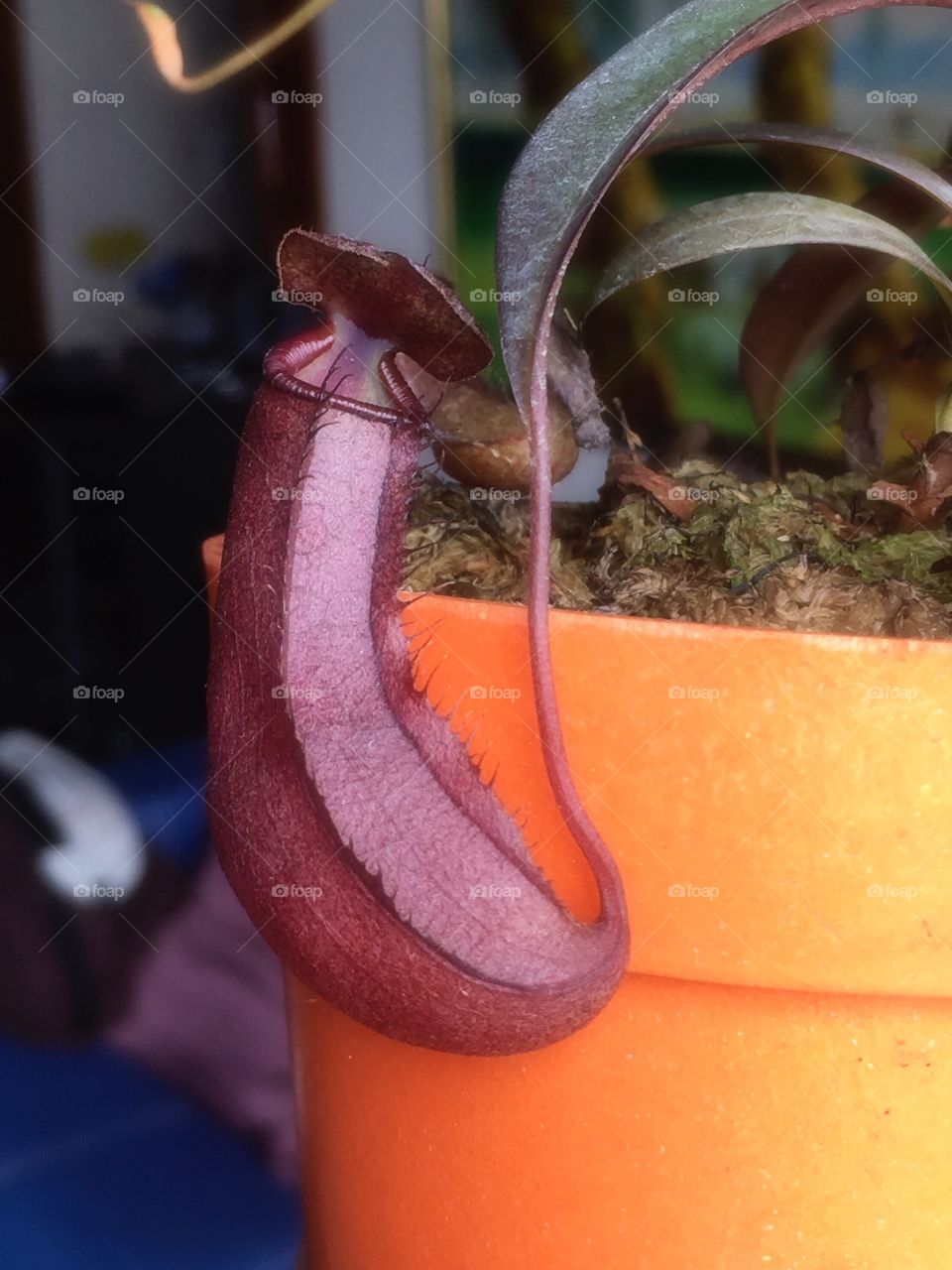 Carnivorous plant