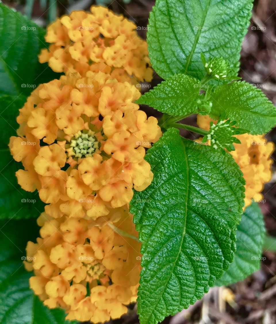 Yellow flowers 