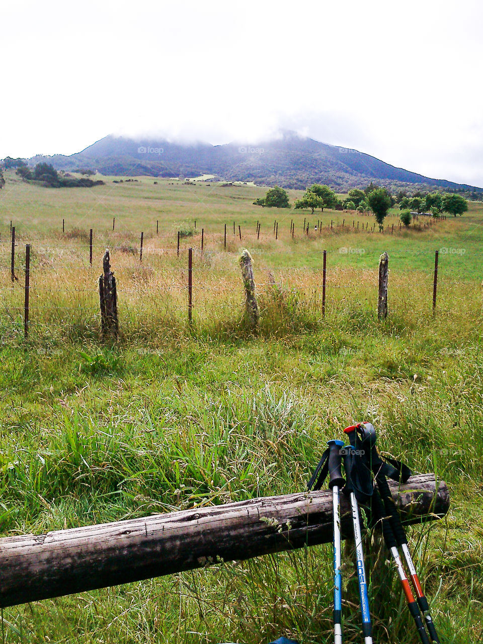 Walking sticks