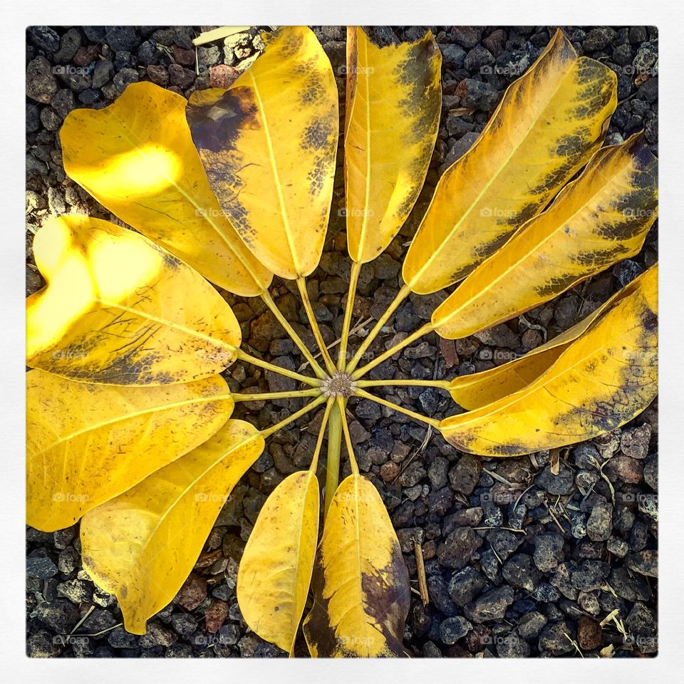 Nature, Color, Flora, Leaf, Flower