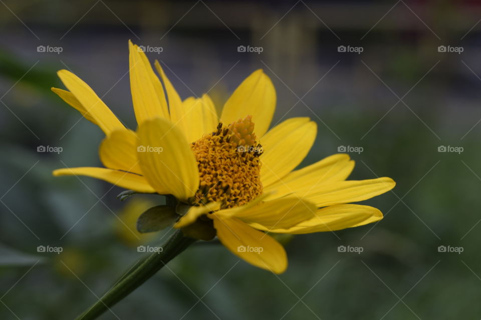 Yellow flower 