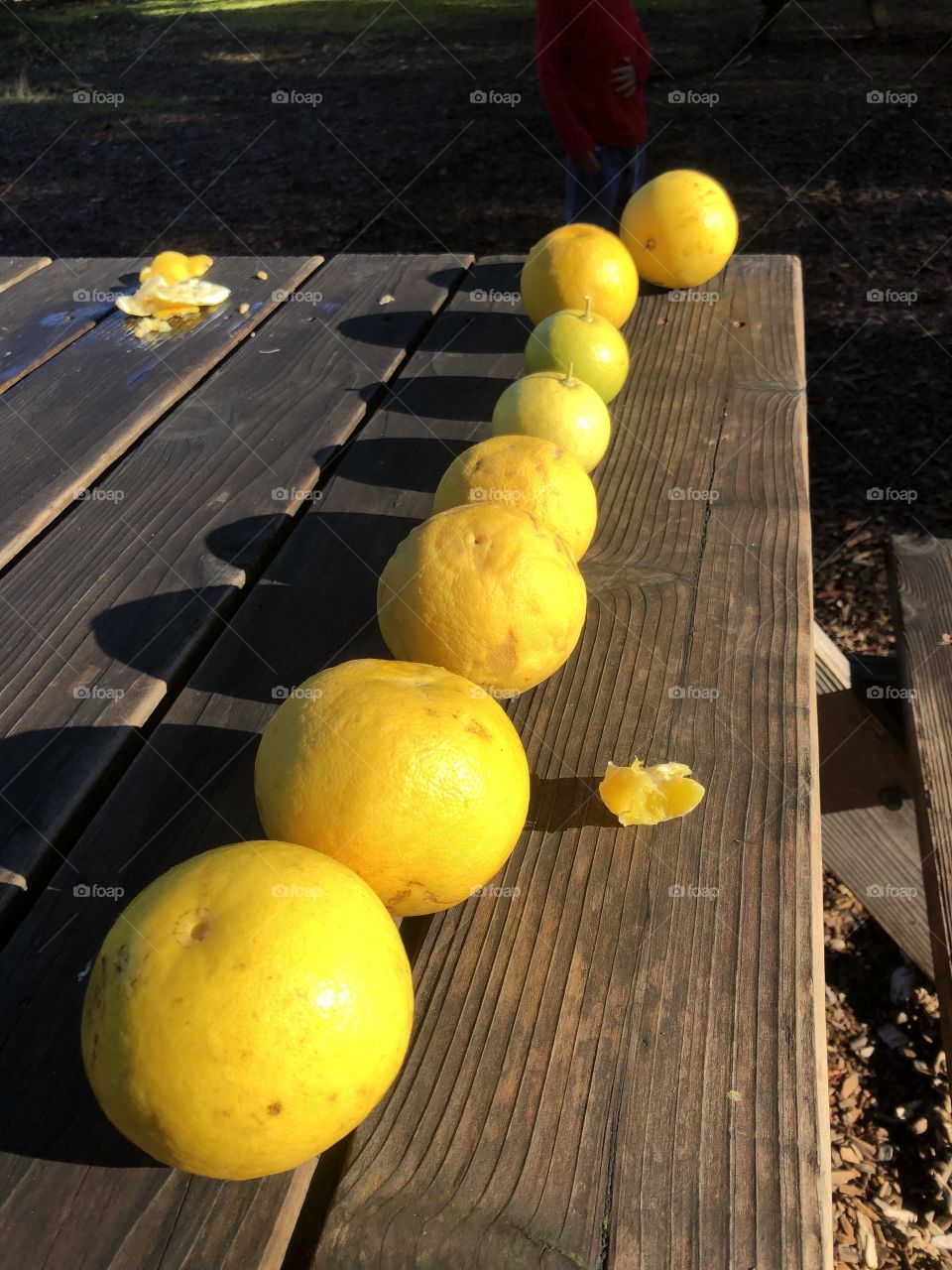 Orange row on a bench