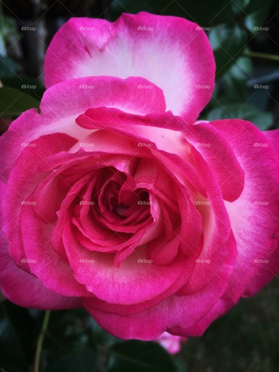 Pink and white rose