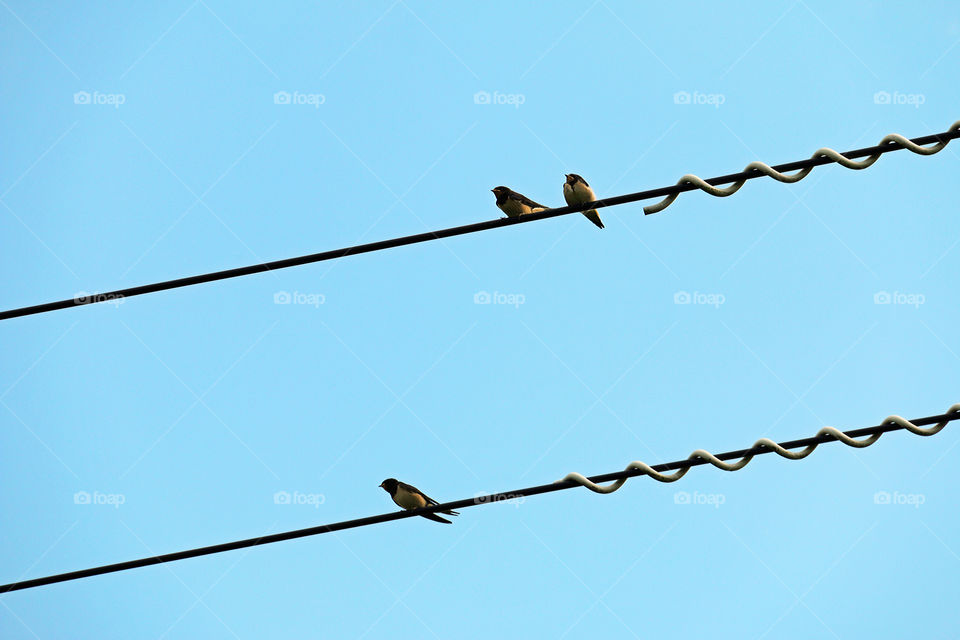 Swallows on Telephone Wires