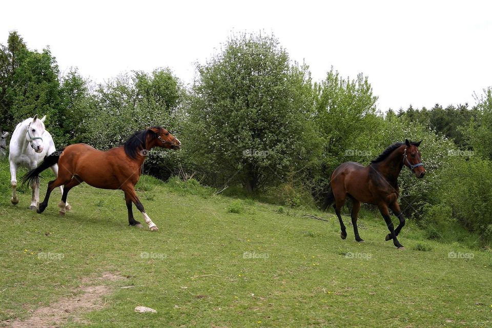 Chasing the big horse