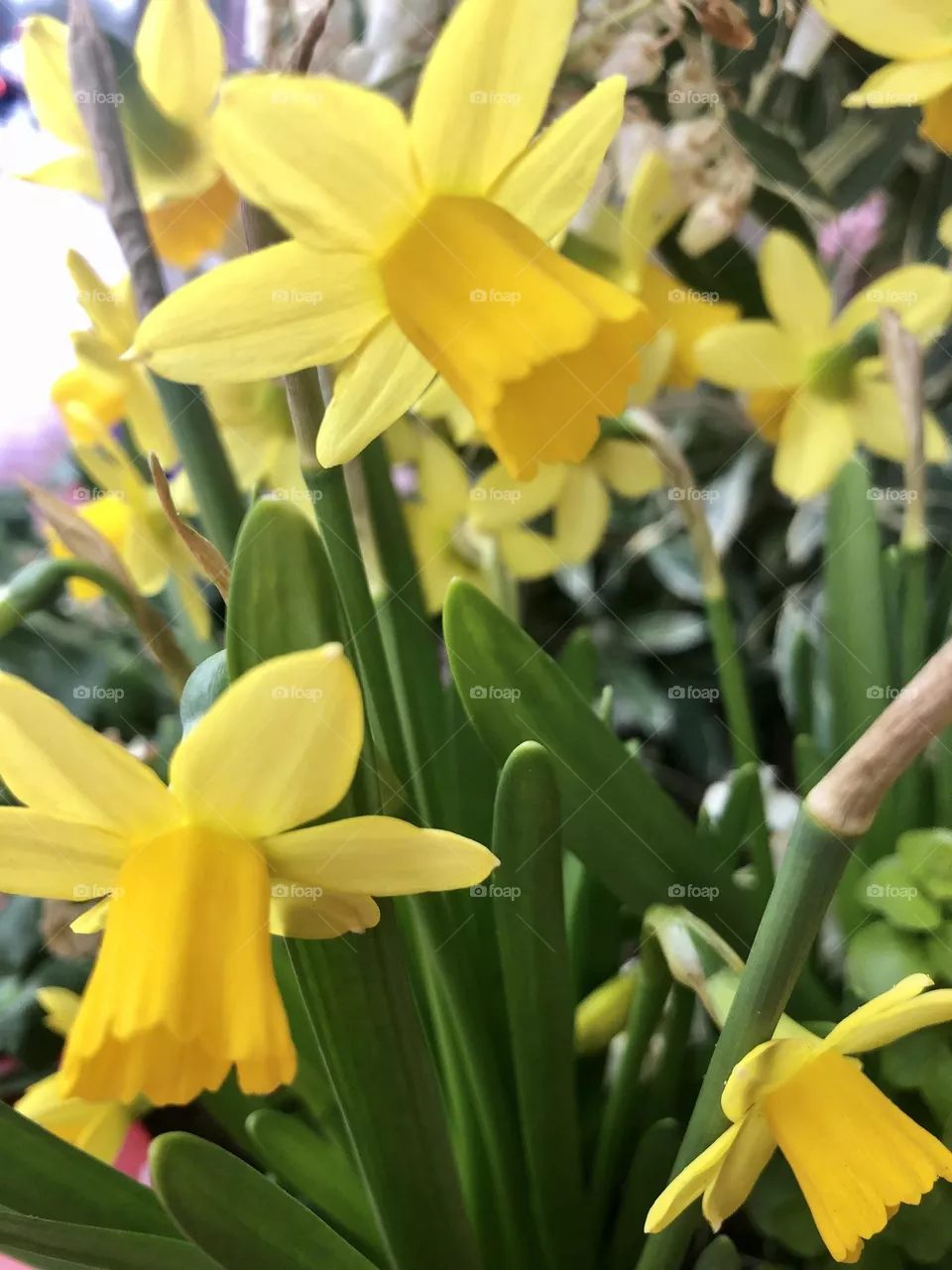 April flowers blooming 