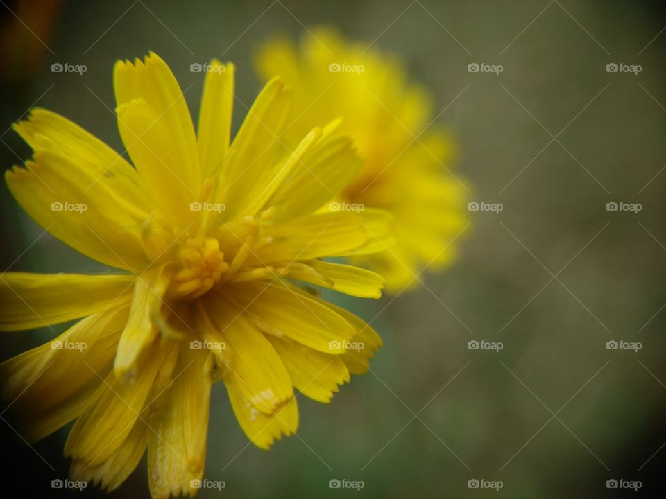 Yellow flowers