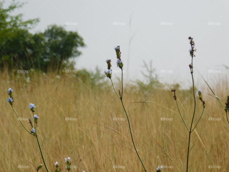 Beauty of grassland or barren land in India