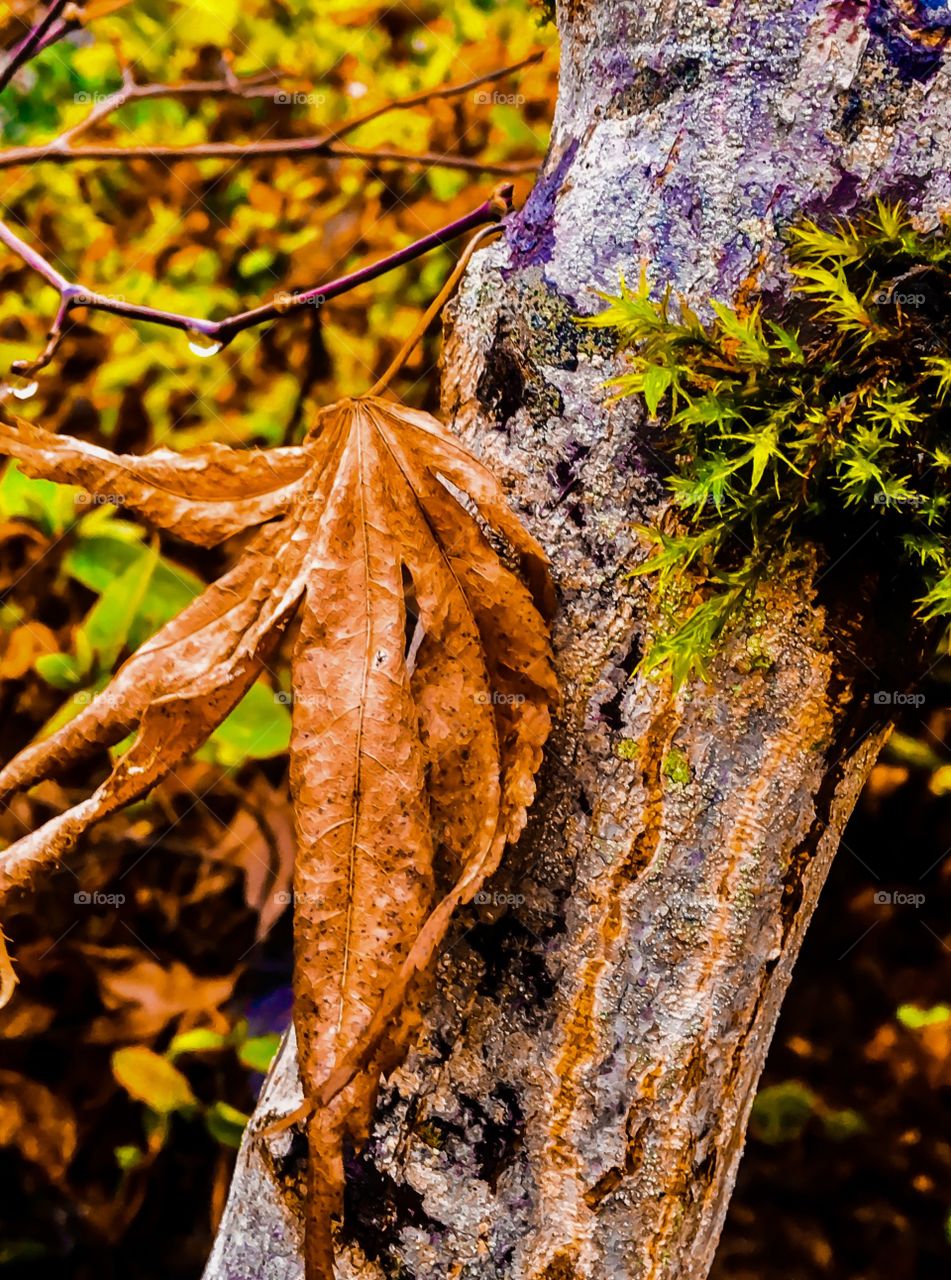 Close-up of autumn leaf