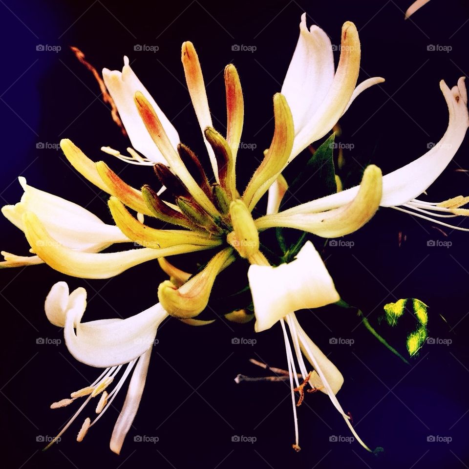 sweden flower båstad kaprifol by smartini65