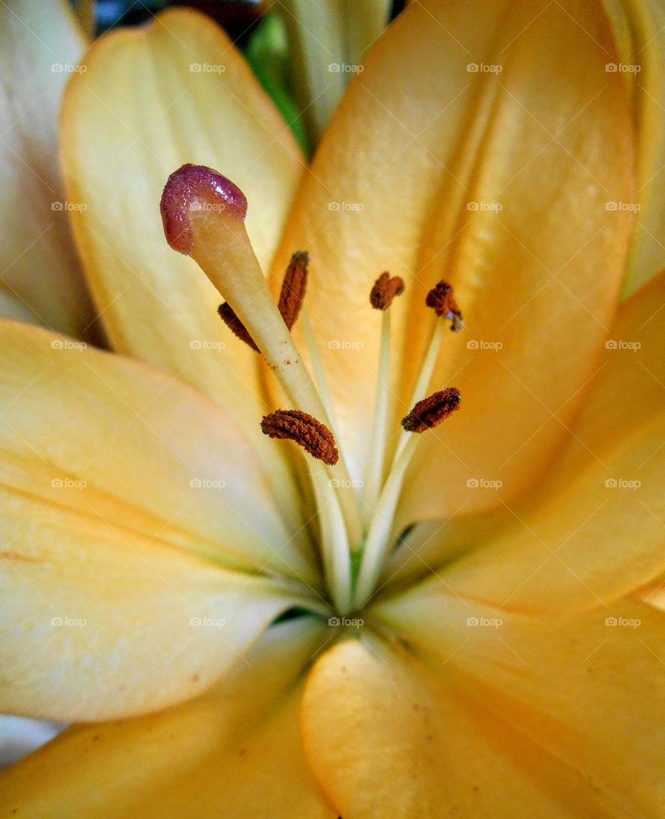 orange flower close up beautiful texture background