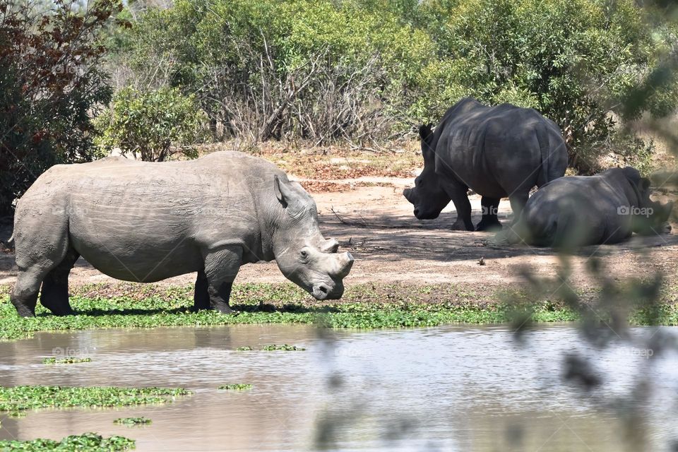 African White Rhinoceros laying at the waterhole, drinking water, rolling in the mud, sleeping next to the water to cool down from the heat.