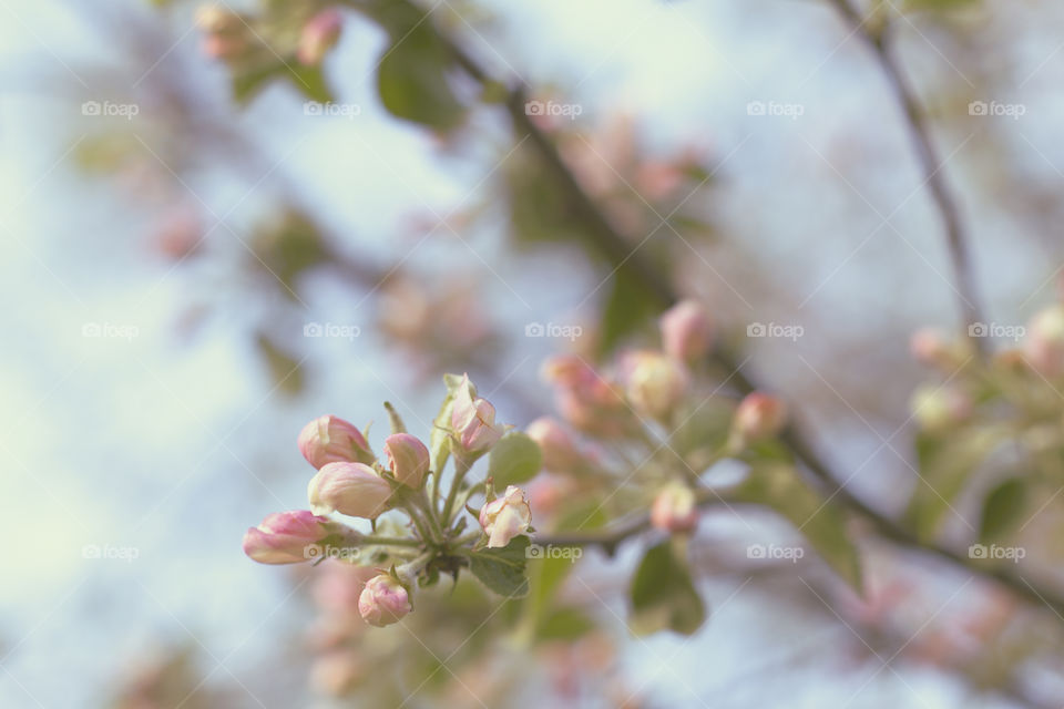 Spring young blossom flower 