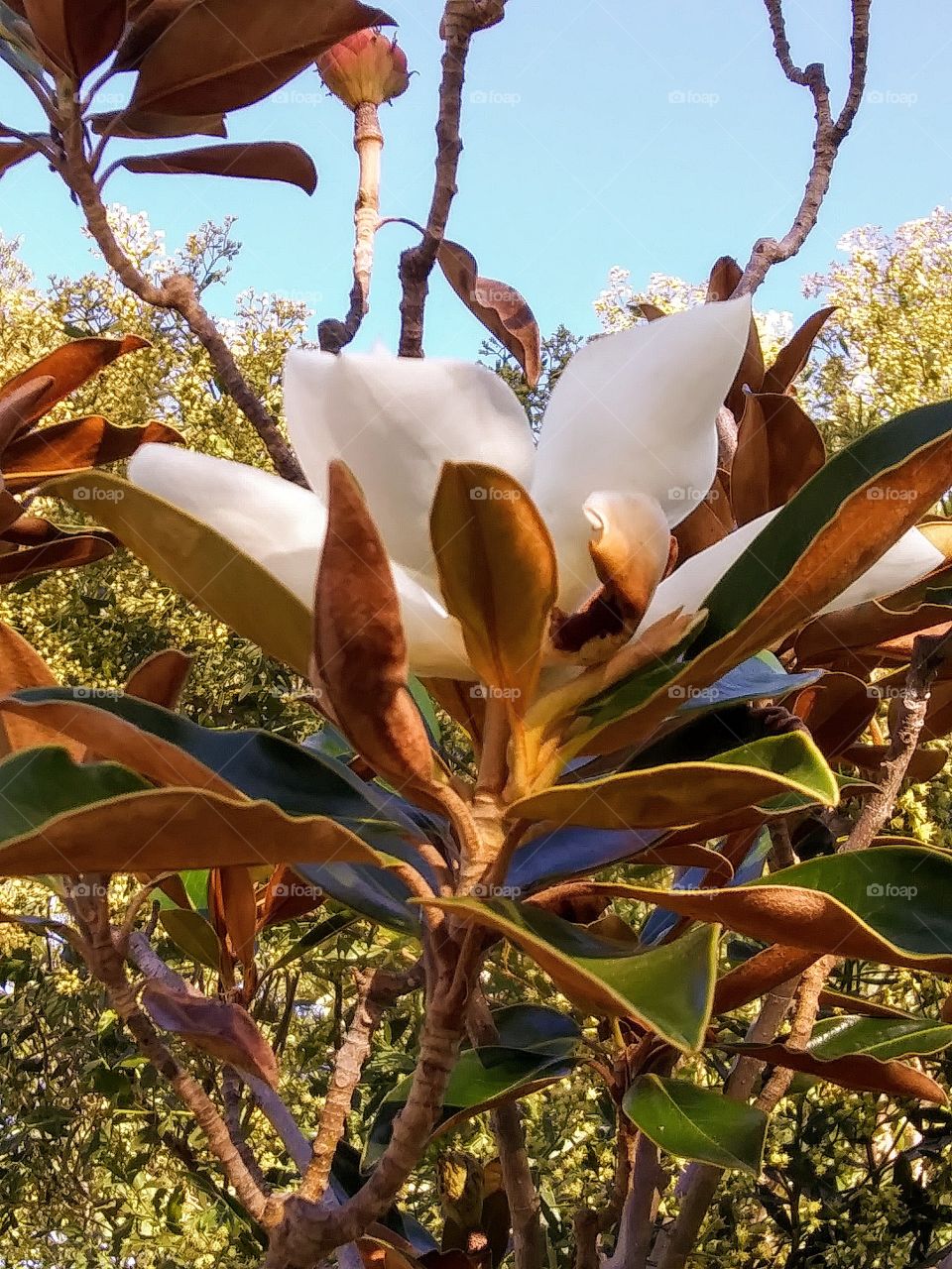 magnolia blossom