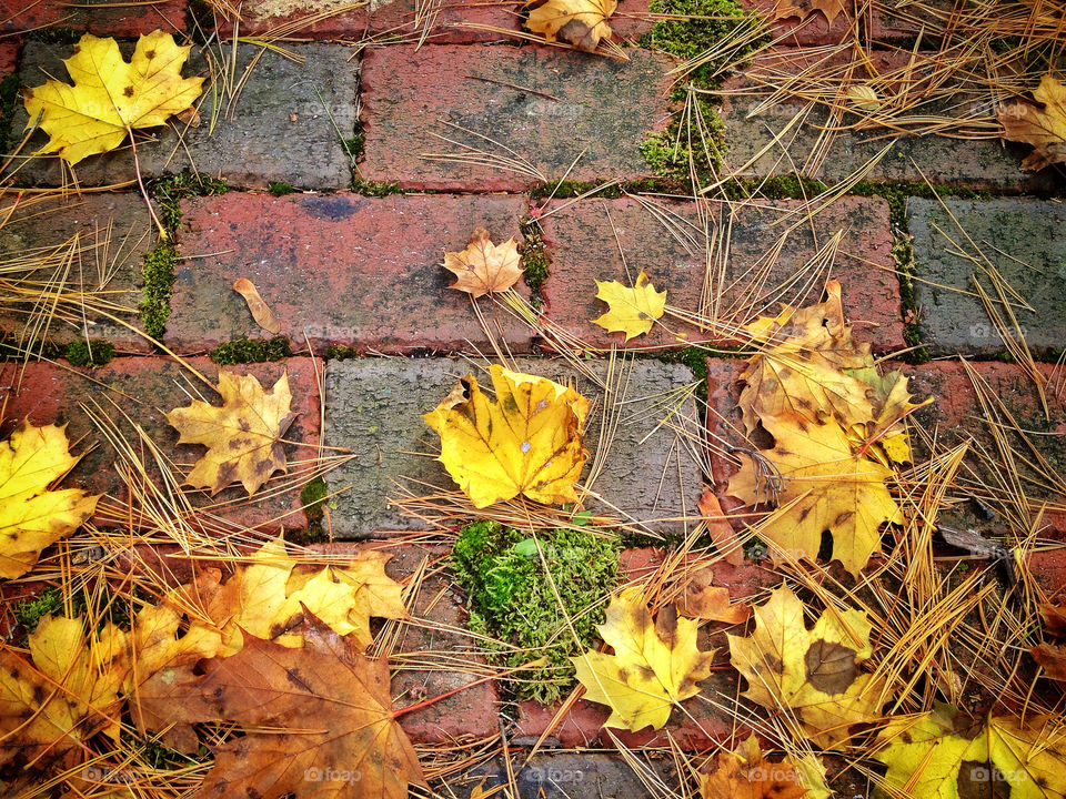 ground pretty grass tree by somebeach