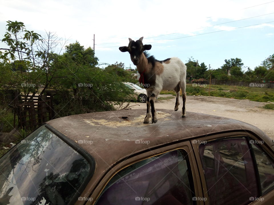 goat on car