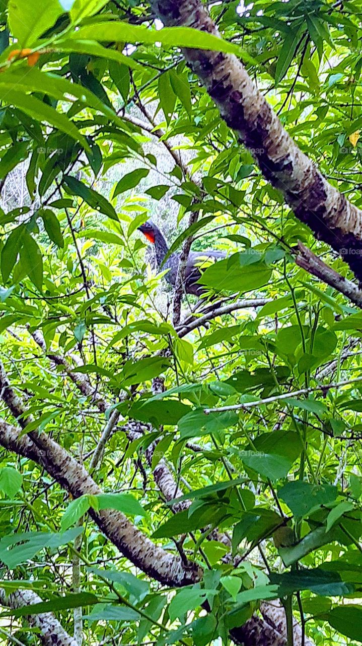 Jacú, assim popularmente chamada essa ave macho, de penas negras