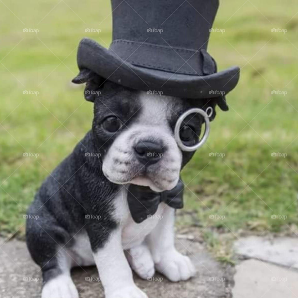 P
Puppy in Hat