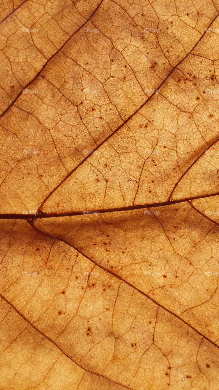 Leaf closeup