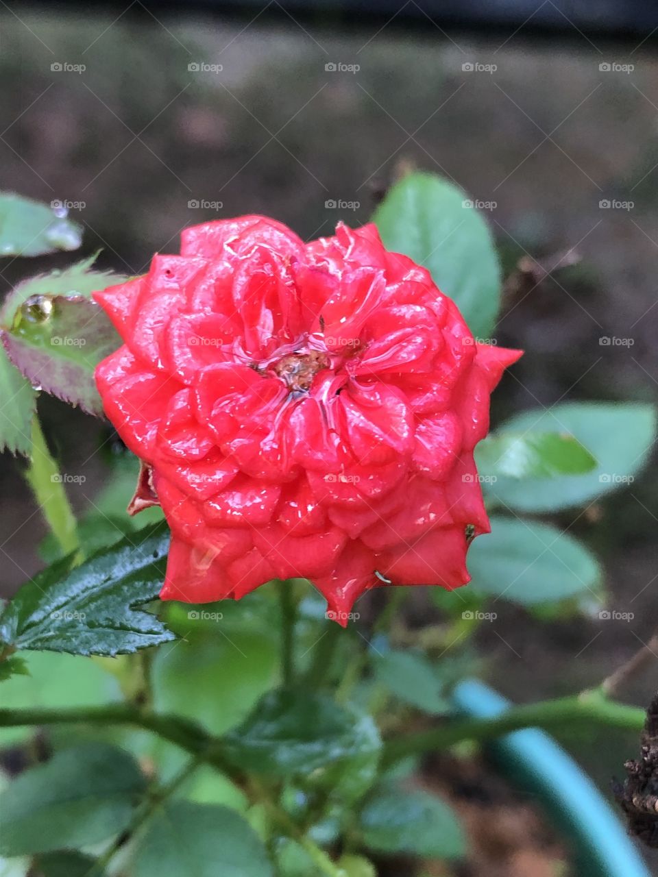 Rose flower and rain