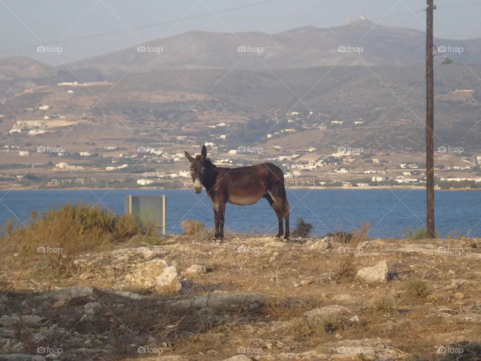donkey