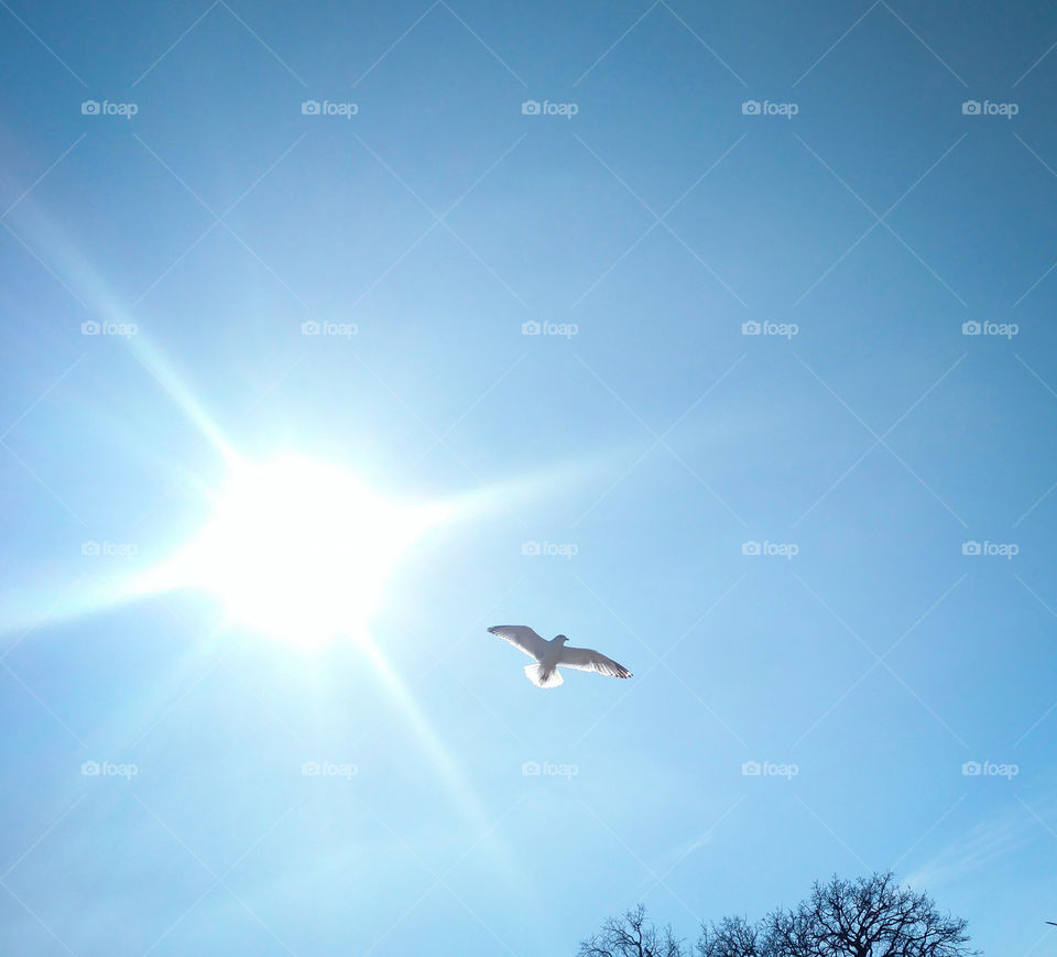 Soaring the sunny sky