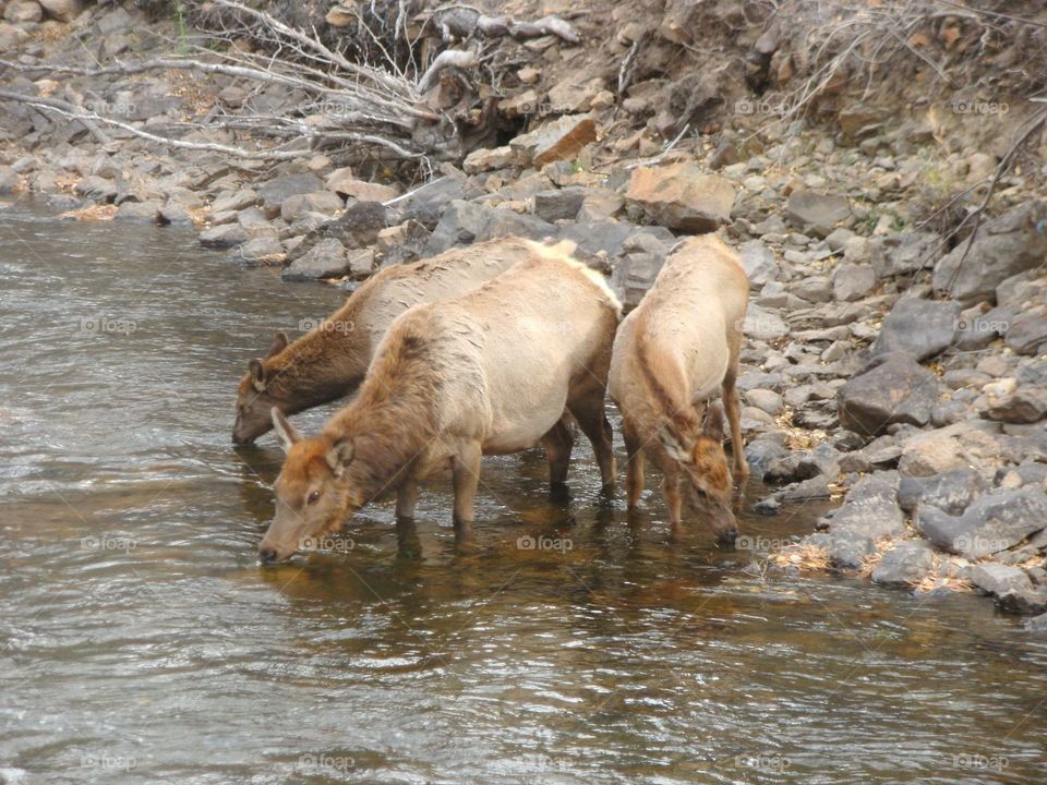 Colorado . Wildlife 