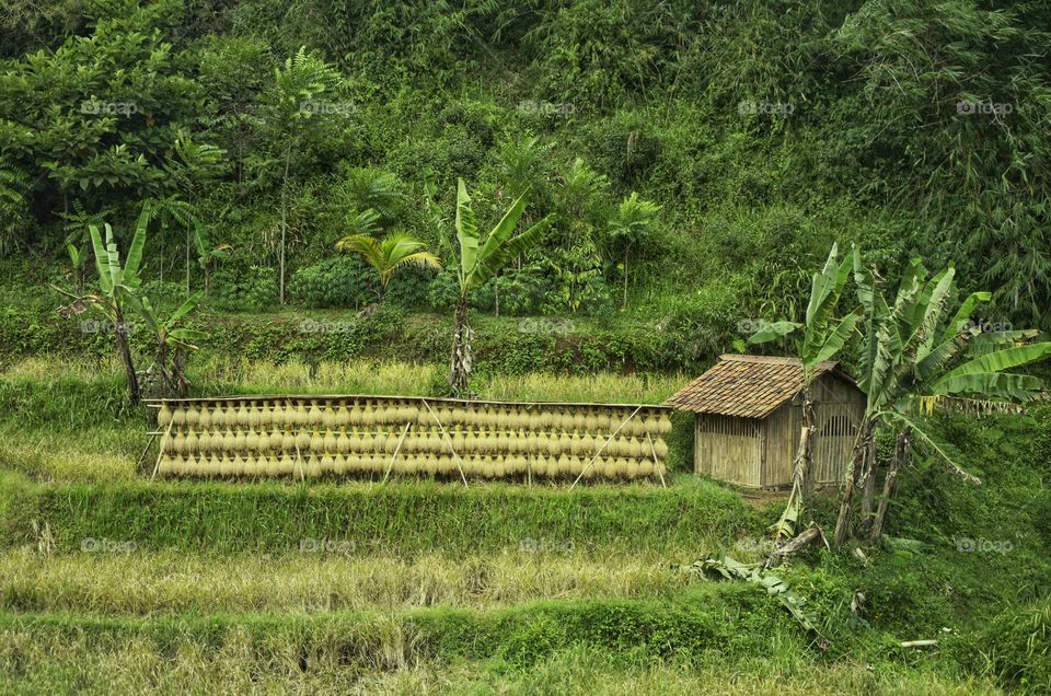 rural scene