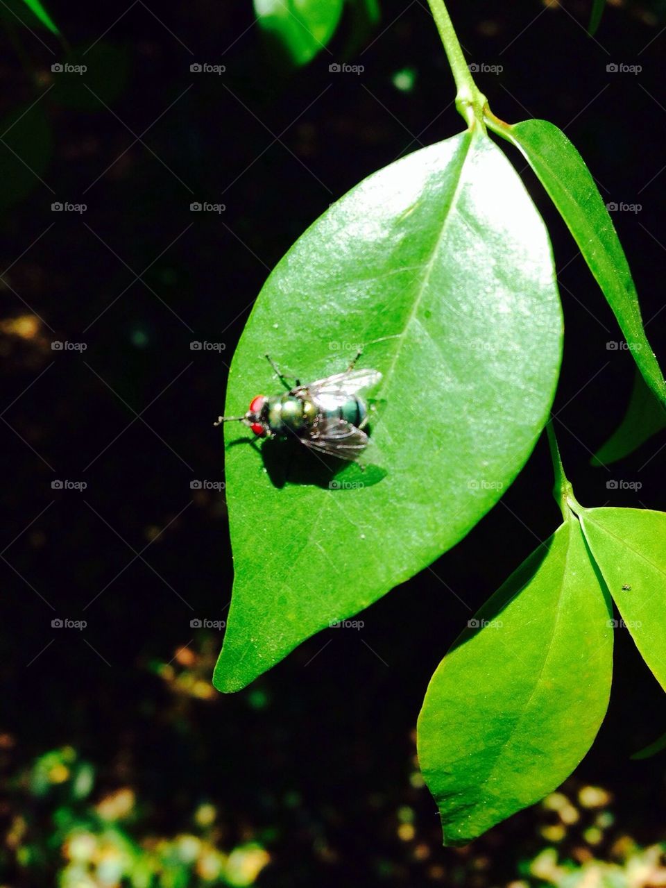 Insect on green leaf
