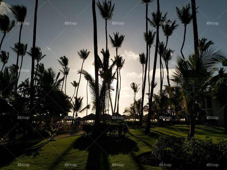 sunrise, sea, palm trees, ocean