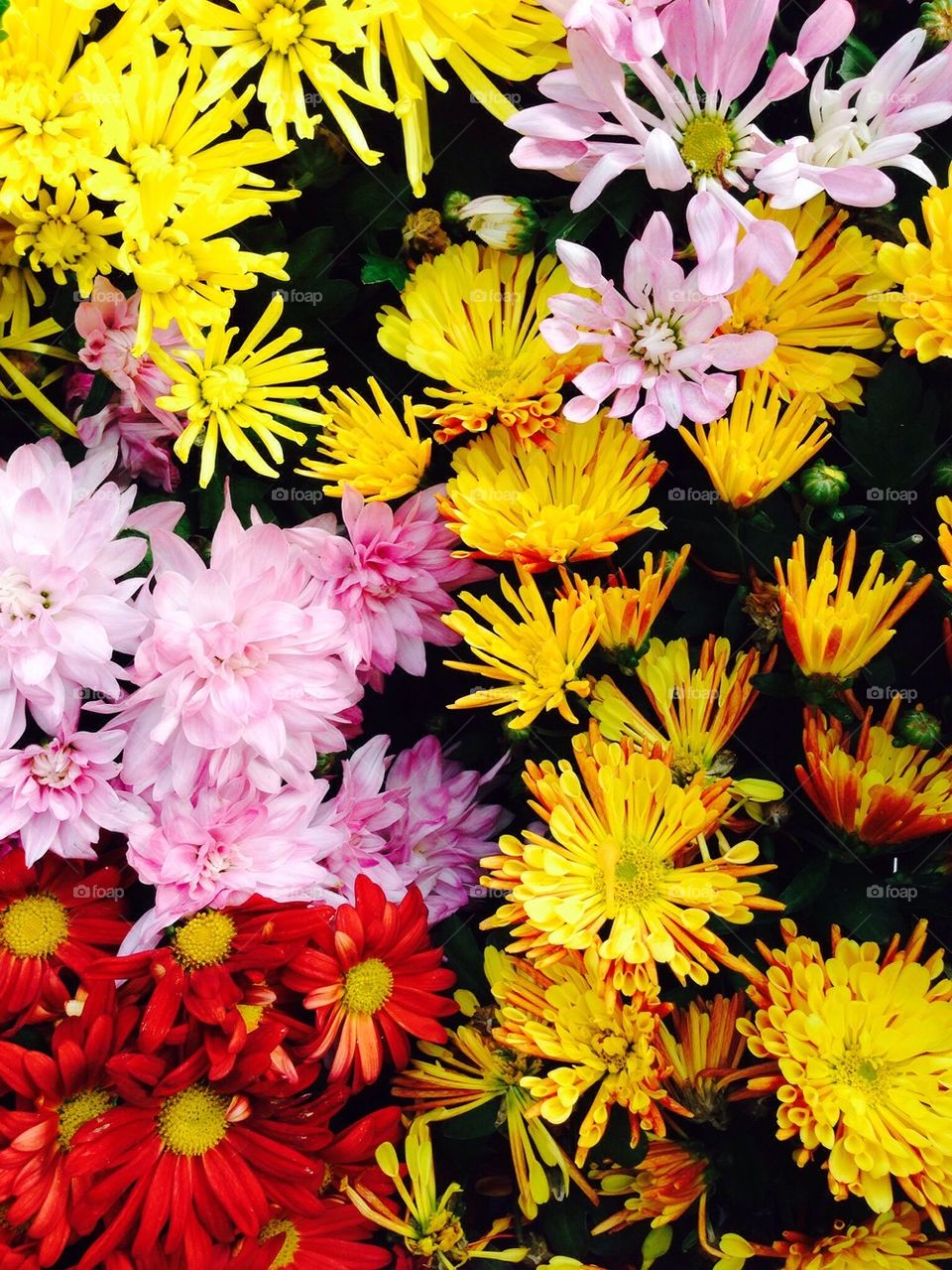 High angle view of multi coloured flowers