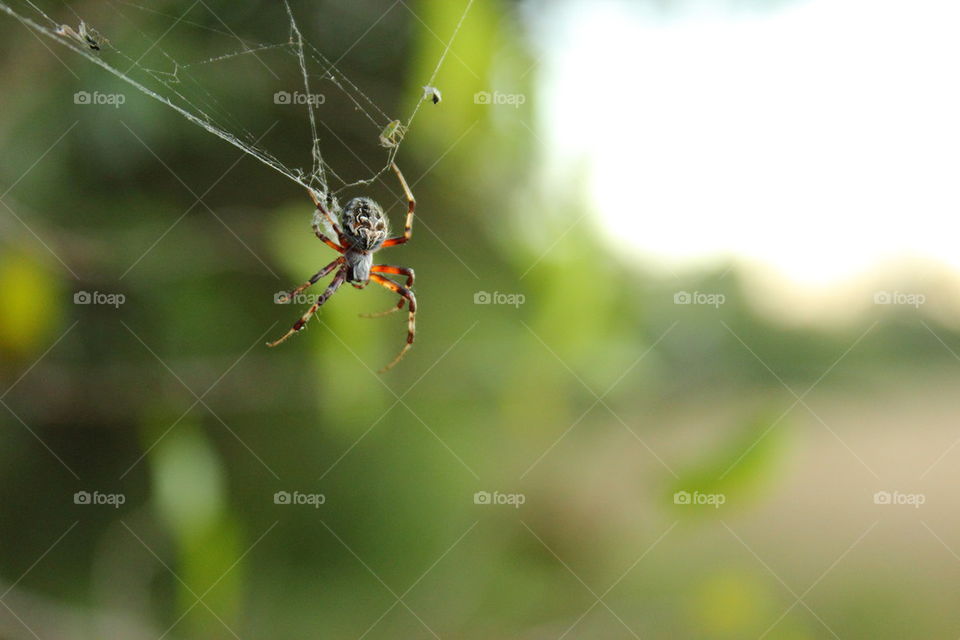 spider weaving spiderweb