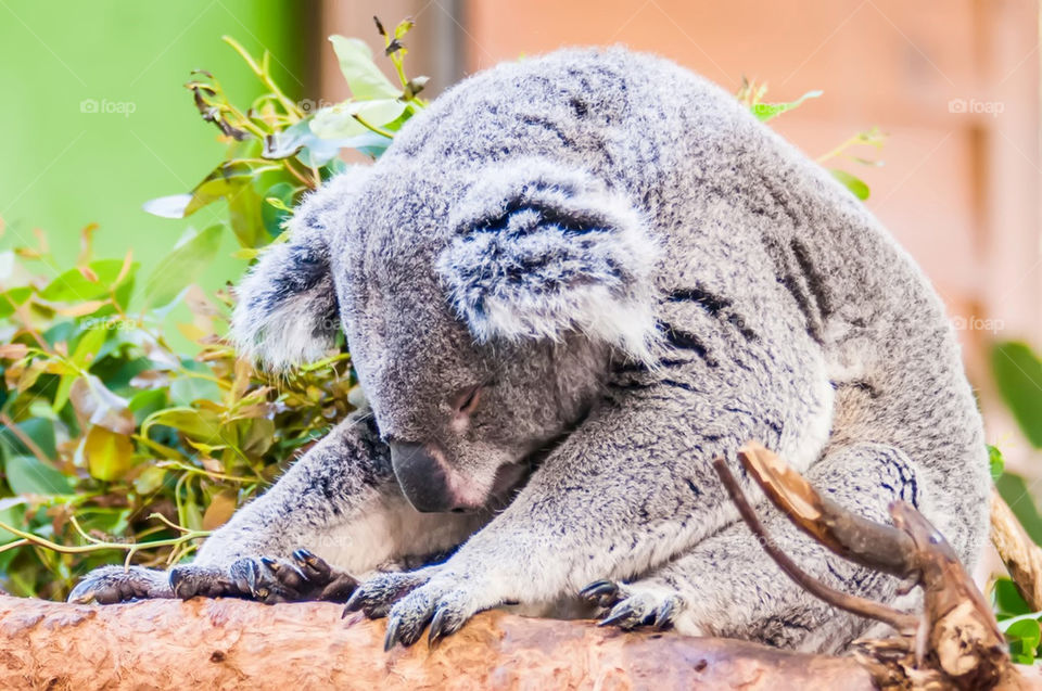 koala bear asleep