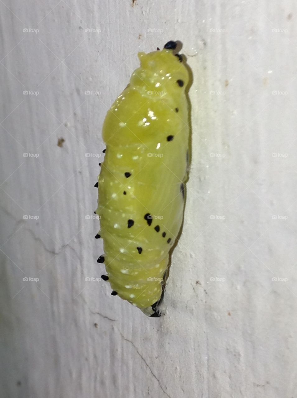 Cocoon (of a caterpillar) on wall