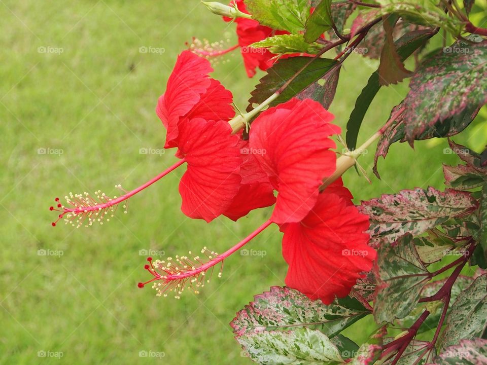 Red hibiscus in the garden